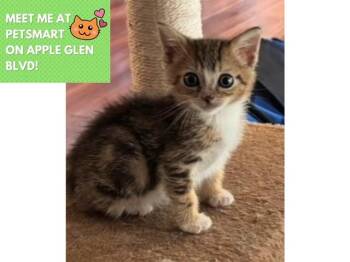 MILO -  Domestic Short Hair Cat for Adoption in Fort Wayne, Indiana - MILO | PetCurious