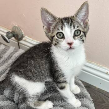 Lina -  Domestic Short Hair Cat for Adoption in Los Angeles, California - Lina | PetCurious