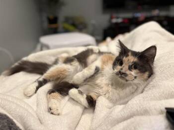 DINA -  Domestic Short Hair Cat for Adoption in Omaha, Nebraska - DINA | PetCurious