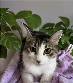 Rescue Domestic Medium Hair Cats for Adoption in Groveland, Massachusetts - Zotz | PetCurious