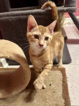 Ronaldo -  Domestic Short Hair Cat for Adoption in Albany, New York - Ronaldo | PetCurious