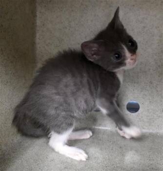 ANNA -  Domestic Short Hair Cat for Adoption in San Antonio, Texas - ANNA | PetCurious