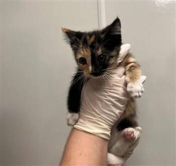 AELIN -  Domestic Short Hair Cat for Adoption in Ontario, California - AELIN | PetCurious