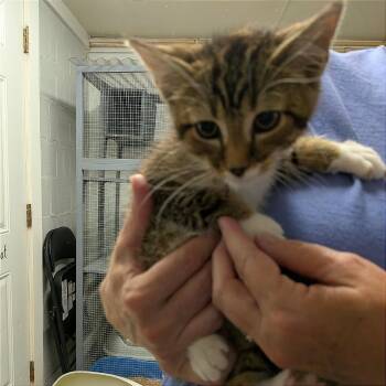 Slippers -  Domestic Short Hair Cat for Adoption in Greenville, Pennsylvania - Slippers | PetCurious