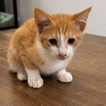 Beck -  Domestic Short Hair Cat for Adoption in Austin, Texas - Beck | PetCurious