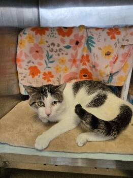 Kimmuriel -  Domestic Short Hair Cat for Adoption in Cincinnati, Ohio - Kimmuriel | PetCurious