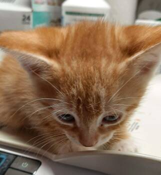 Marvin -  Domestic Short Hair Cat for Adoption in Georgetown, Ohio - Marvin | PetCurious