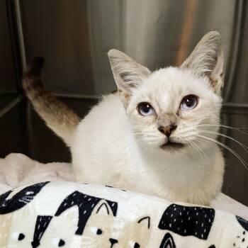 Nutella Crepe -  Siamese and Domestic Short Hair Cat for Adoption in Pompano Beach, Florida - Nutella Crepe | PetCurious