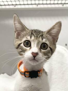 Michelangelo - Riley Fuzzel Petsmart -  Domestic Short Hair Cat for Adoption in Spring, Texas - Michelangelo - Riley Fuzzel Petsmart | PetCurious