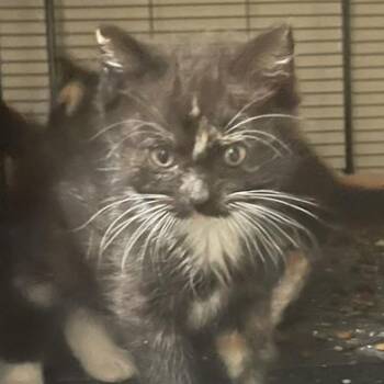 Kuroshi -  Domestic Medium Hair Cat for Adoption in Liverpool, Texas - Kuroshi | PetCurious