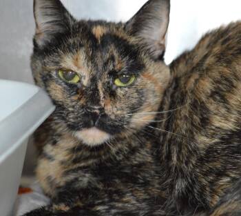 Domestic Short Hair Cats Available for Adoption - Spike | PetCurious