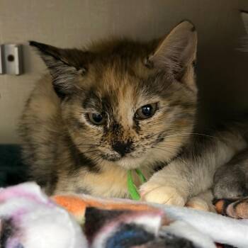 Wampus -  Domestic Short Hair Cat for Adoption in Mentor, Ohio - Wampus | PetCurious