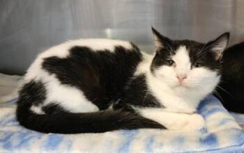 Fiona -  Domestic Short Hair and Tuxedo Cat for Adoption in Fairfield, Iowa - Fiona | PetCurious