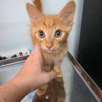 Kovacs -  Domestic Long Hair Cat for Adoption in Las Vegas, Nevada - Kovacs | PetCurious