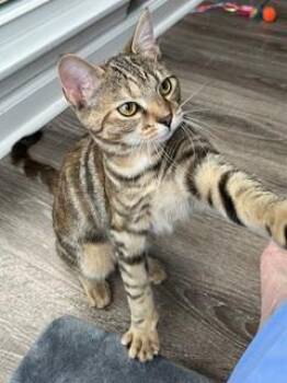 KITTEN SHILO -  Domestic Short Hair Cat for Adoption in Franklin, Tennessee - KITTEN SHILO | PetCurious