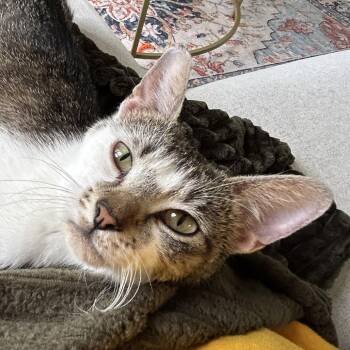 Domestic Short Hair Cats Available for Adoption in Chicago, Illinois - Lindy Hop | PetCurious