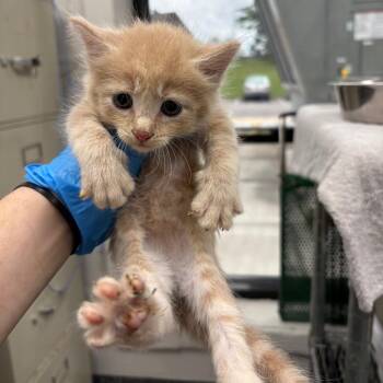 Hop-A-Long -  Domestic Short Hair Cat for Adoption in Columbiana, Alabama - Hop-A-Long | PetCurious