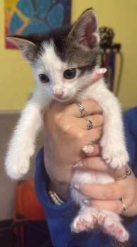 Billy -  Domestic Short Hair Cat Available for Adoption in Rockwall, Texas - Billy | PetCurious