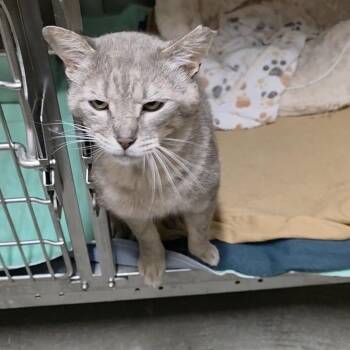 Domestic Short Hair Cats Available for Adoption in Renfrew, Pennsylvania - Lars | PetCurious
