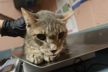 PRETZEL -  Domestic Short Hair Cat for Adoption in Columbia, South Carolina - PRETZEL | PetCurious