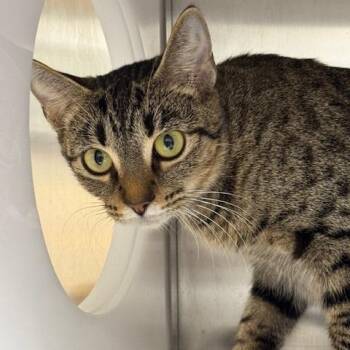 Rescue Domestic Short Hair Cats for Adoption in Jupiter, Florida - Daphne | PetCurious