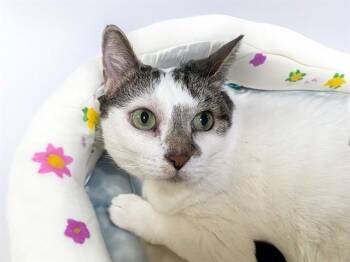 Domestic Short Hair Cats Available for Adoption in Fort Lauderdale, Florida - MOTYA | PetCurious