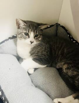 Rescue Domestic Short Hair Cats for Adoption in Savannah, Georgia - Agreeable Grey | PetCurious