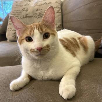 Domestic Short Hair Cats Available for Adoption in Medina, Ohio - Que | PetCurious