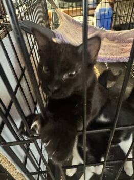 Beethoven -  Bombay and Domestic Short Hair Cat for Adoption in Plumerville, Arkansas - Beethoven | PetCurious