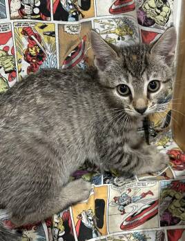 Rogue -  Domestic Short Hair Cat for Adoption in Richmond, Virginia - Rogue | PetCurious
