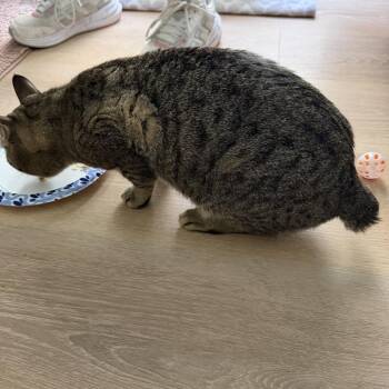Domestic Short Hair Cats Available for Adoption in Jupiter, Florida - Bobby | PetCurious