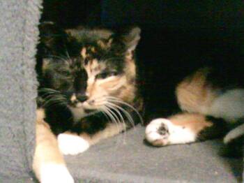 Daisy Mae -  Domestic Short Hair Cat for Adoption in Rochester, Washington - Daisy Mae | PetCurious