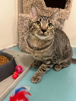 Rescue Domestic Short Hair Cats for Adoption in Portsmouth, Virginia - Monochrome | PetCurious