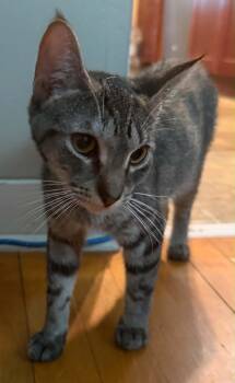 Cosmic -  Domestic Short Hair Cat for Adoption in Chelsea, Vermont - Cosmic | PetCurious