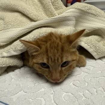 Domestic Short Hair Cats Available for Adoption - Todd | PetCurious