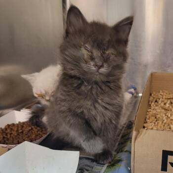 Damask -  Domestic Short Hair Cat for Adoption in Westminster, California - Damask | PetCurious