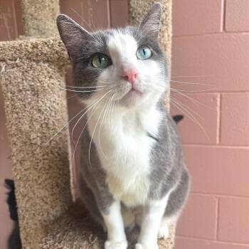 Aries -  Domestic Short Hair Cat for Adoption in Angleton, Texas - Aries | PetCurious