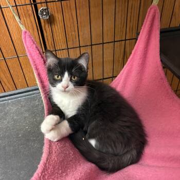 Daisy -  Domestic Short Hair Cat for Adoption in Hammond, Indiana - Daisy | PetCurious