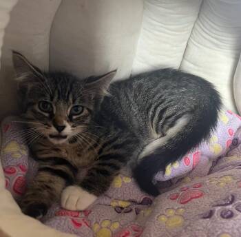 Boston -  Domestic Short Hair Cat for Adoption in Kell, Illinois - Boston | PetCurious