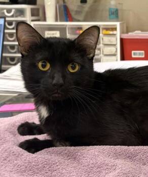 Jagger -  Domestic Short Hair Cat for Adoption in Fishers, Indiana - Jagger | PetCurious
