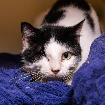 Rescue Domestic Short Hair Cats for Adoption in Wilmington, Delaware - Sparrow | PetCurious