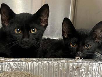 PUMA -  Domestic Short Hair Cat for Adoption in Tustin, California - PUMA | PetCurious
