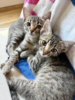 Rescue Domestic Short Hair Cats for Adoption in Austin, Texas - Pixie Stix (CL-A) | PetCurious