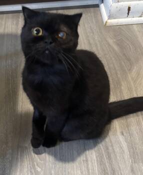 Blackie (Scottish Fold) -  Scottish Fold Cat for Adoption in Fairfax, Virginia - Blackie (Scottish Fold) | PetCurious