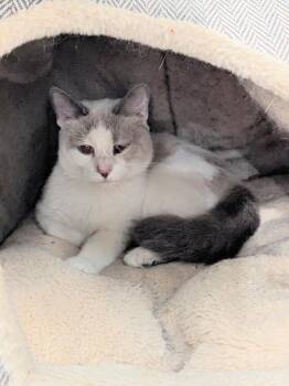 Snowball -  Siamese Cat for Adoption in Lewisburg, Tennessee - Snowball | PetCurious