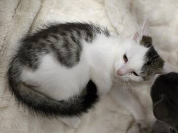 Beetlebug -  Tabby Cat for Adoption in Richmond, Virginia - Beetlebug | PetCurious
