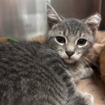 Raul -  Domestic Short Hair Cat for Adoption in Belleville, Illinois - Raul | PetCurious
