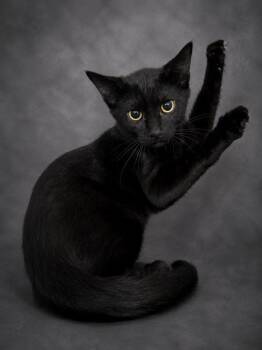 SCOOTER -  Domestic Short Hair Cat for Adoption in Winter Haven, Florida - SCOOTER | PetCurious