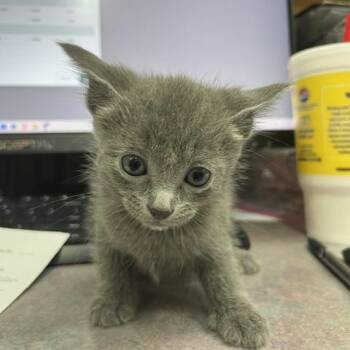 Portia -  Domestic Short Hair Cat for Adoption in Marble, North Carolina - Portia | PetCurious