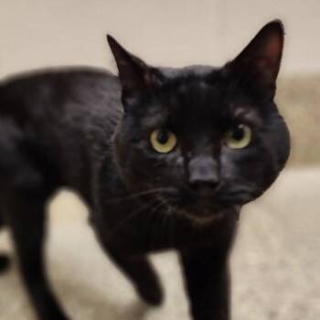 Rescue Domestic Short Hair Cats for Adoption in Morrison, Colorado - Loki | PetCurious